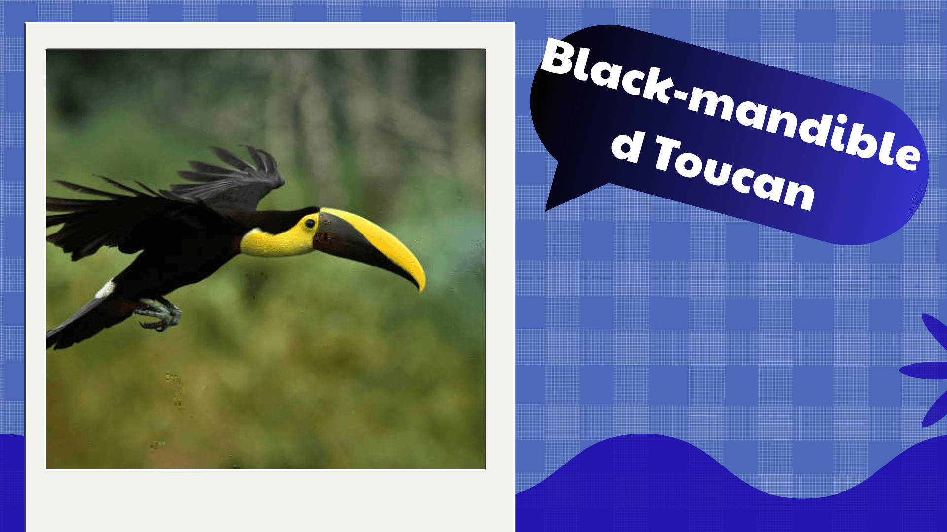 Black‑mandibled Toucan