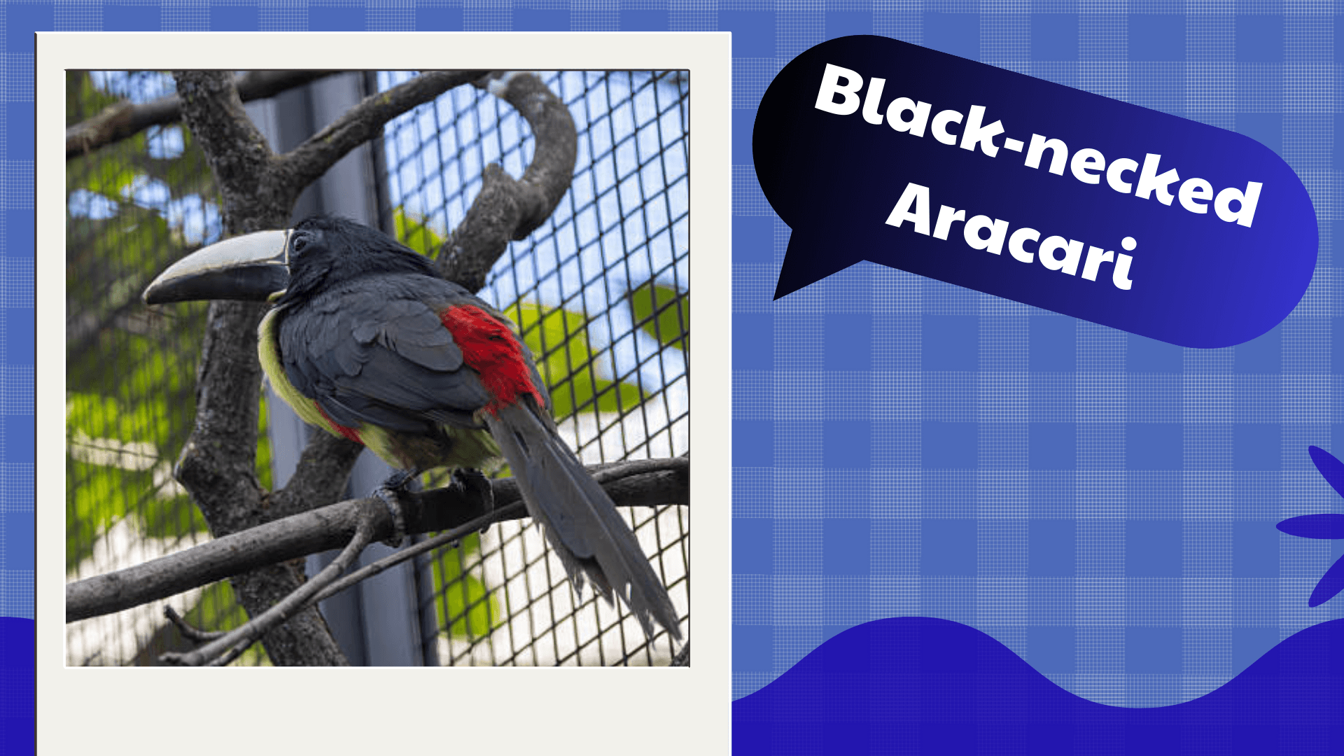 Black‑necked Aracari