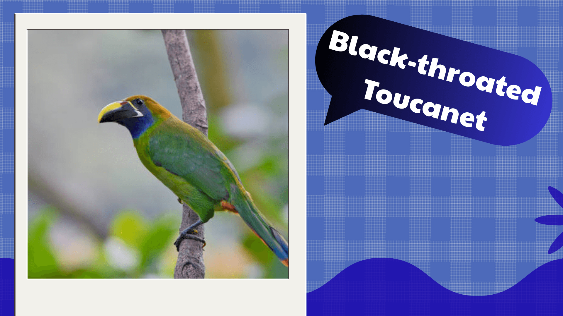 Black‑throated Toucanet