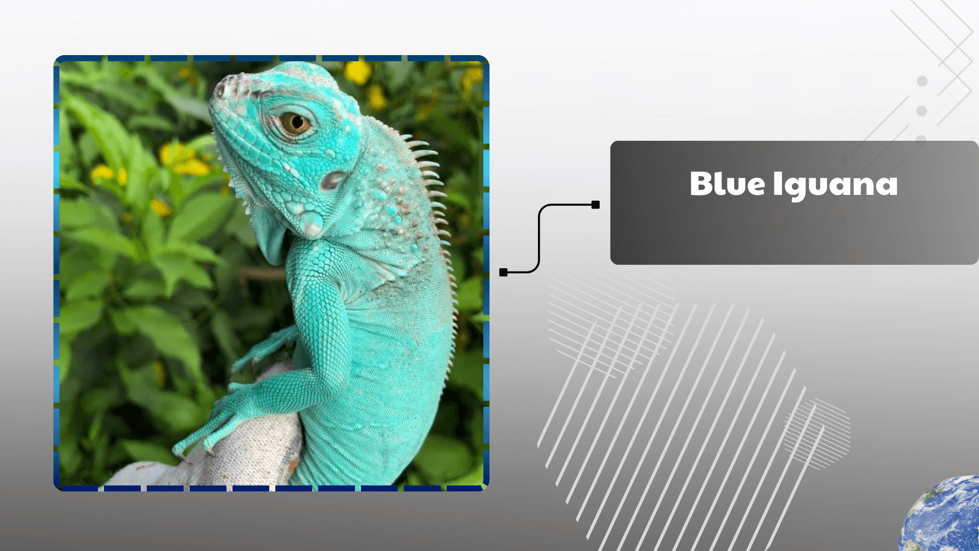 Blue Iguana