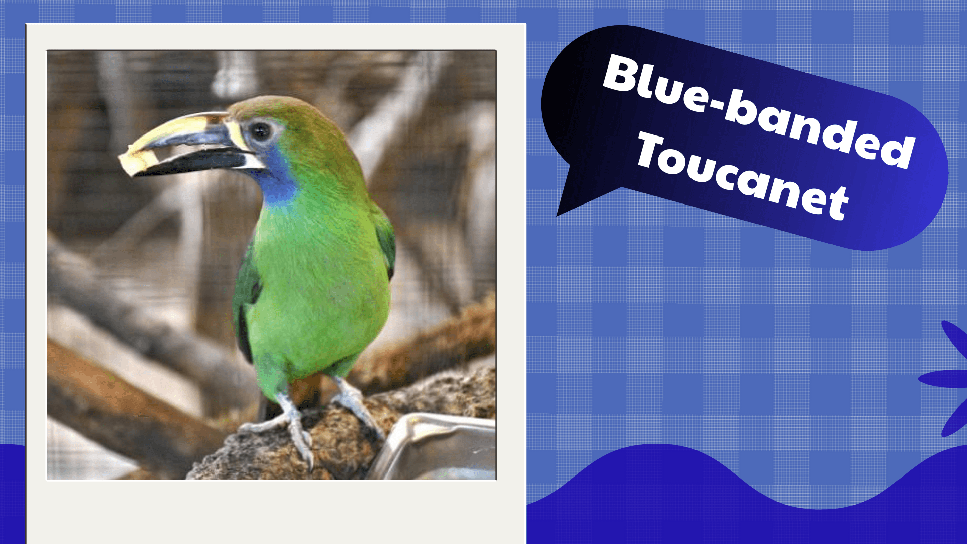 Blue‑banded Toucanet