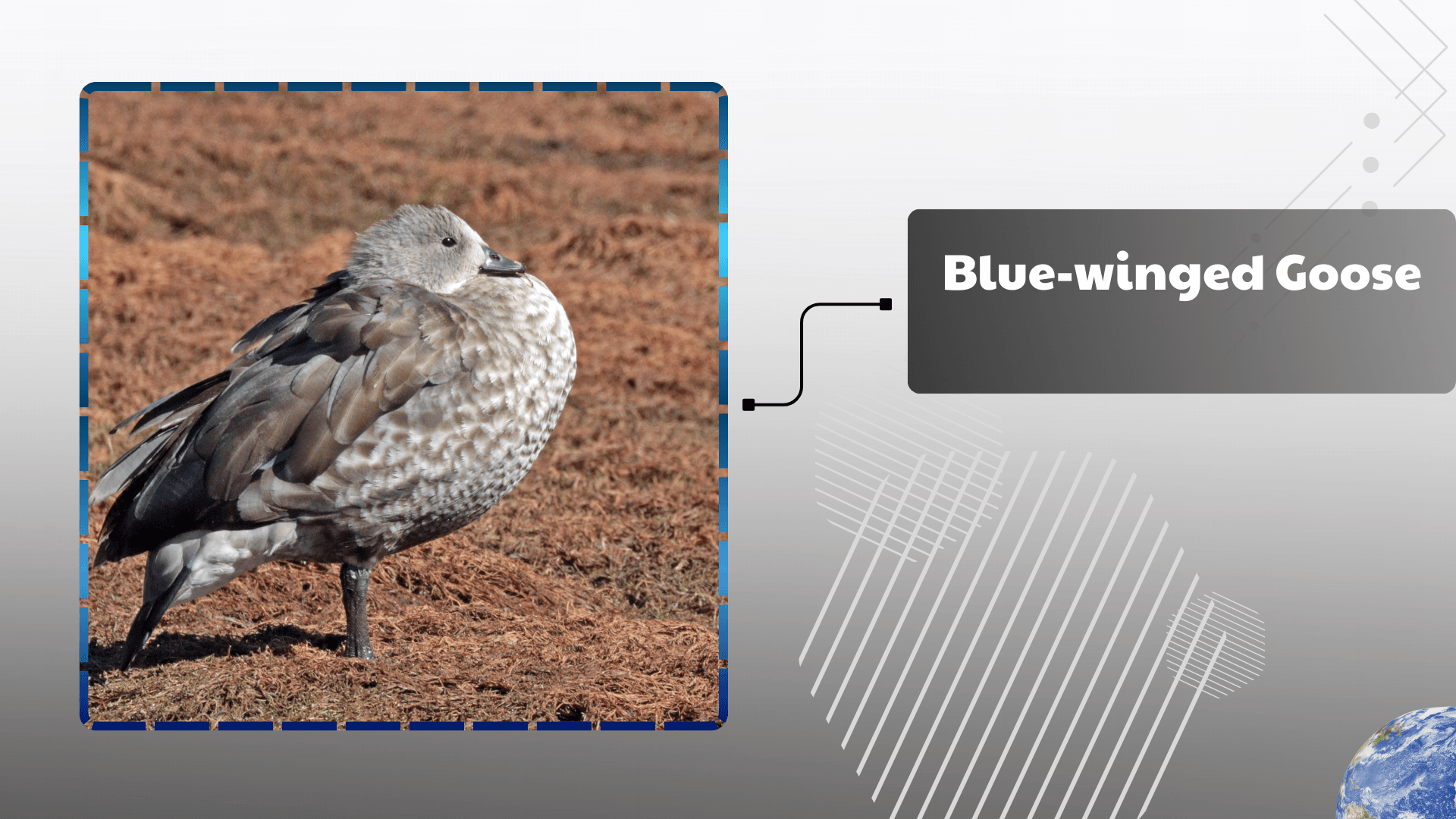 Blue‑winged Goose