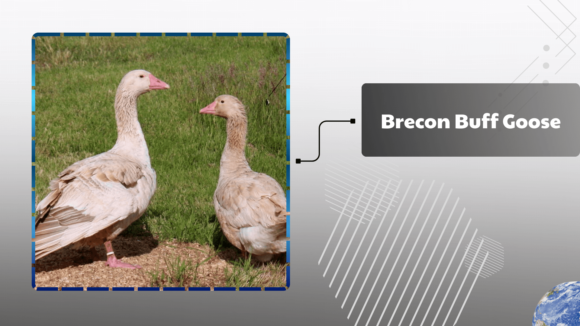 Brecon Buff Goose