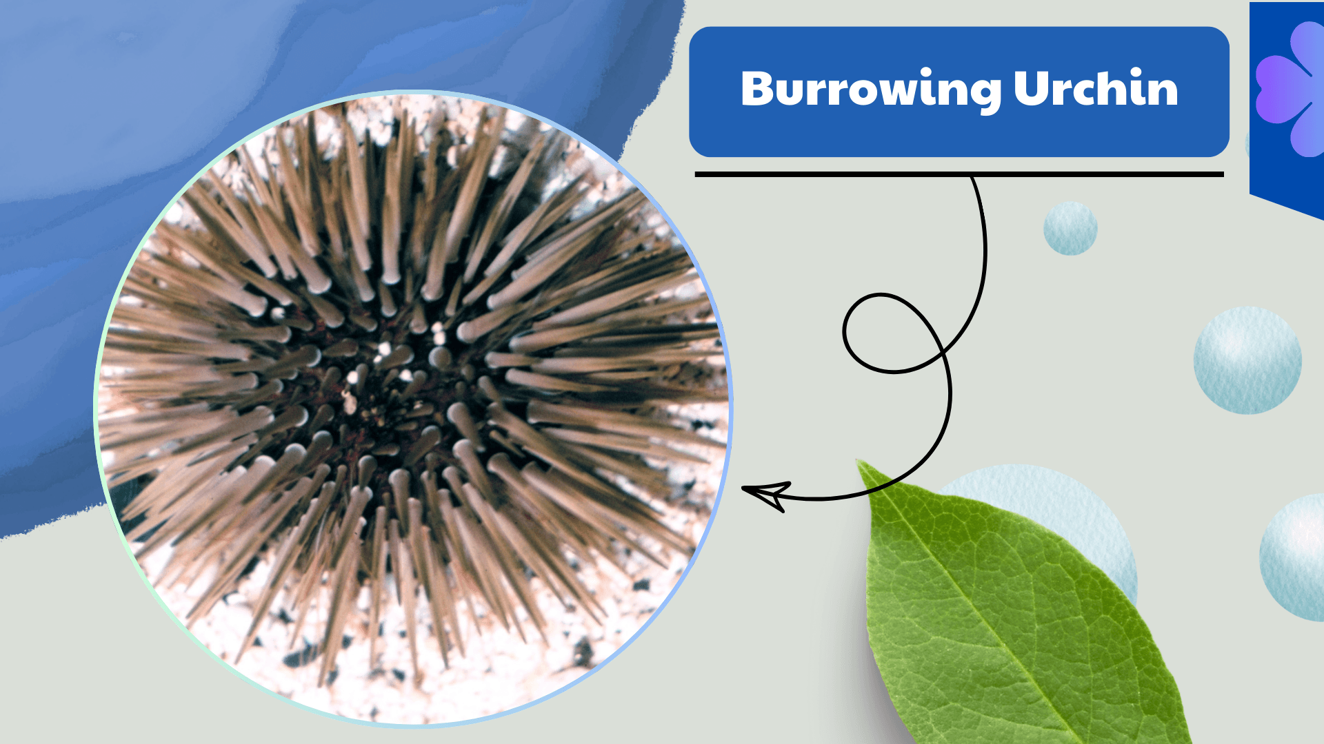 Burrowing Urchin