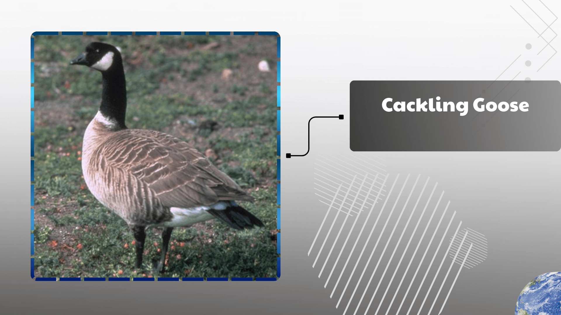 Cackling Goose