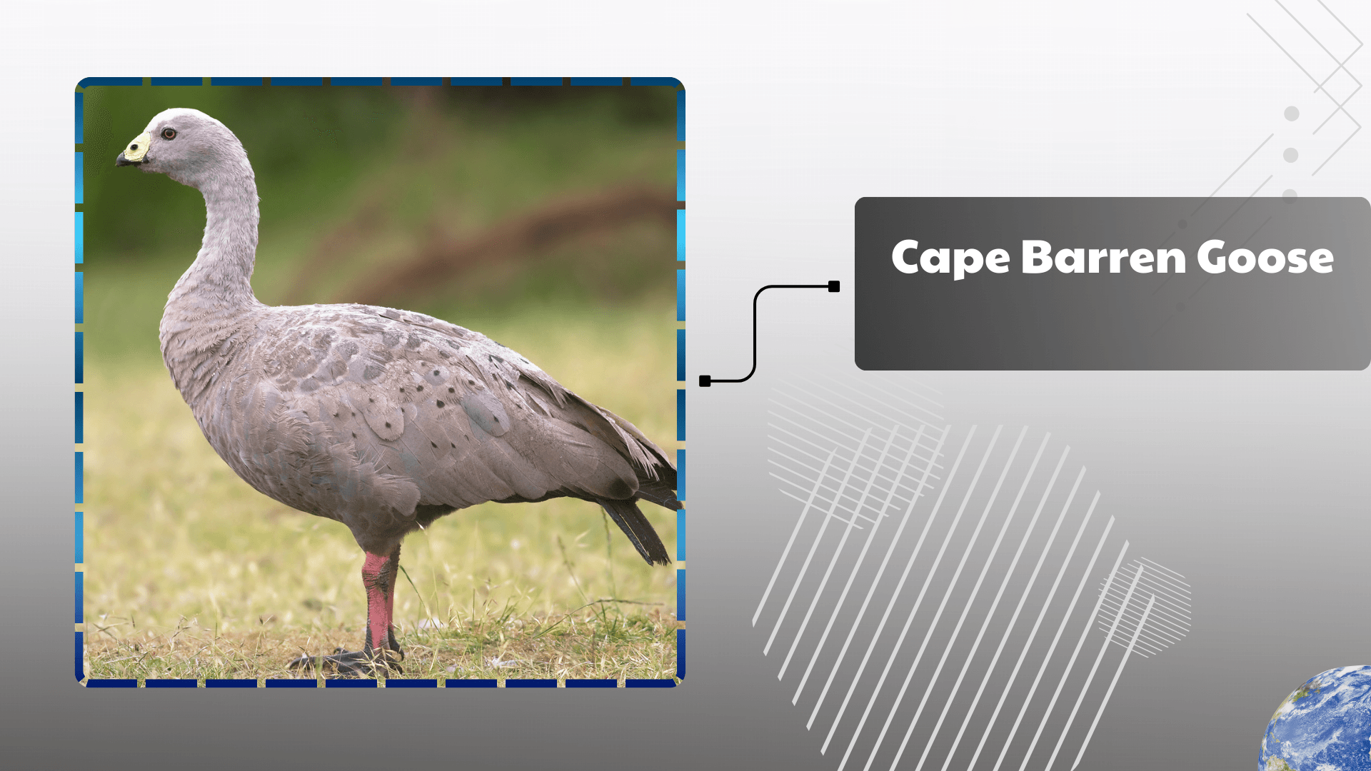Cape Barren Goose