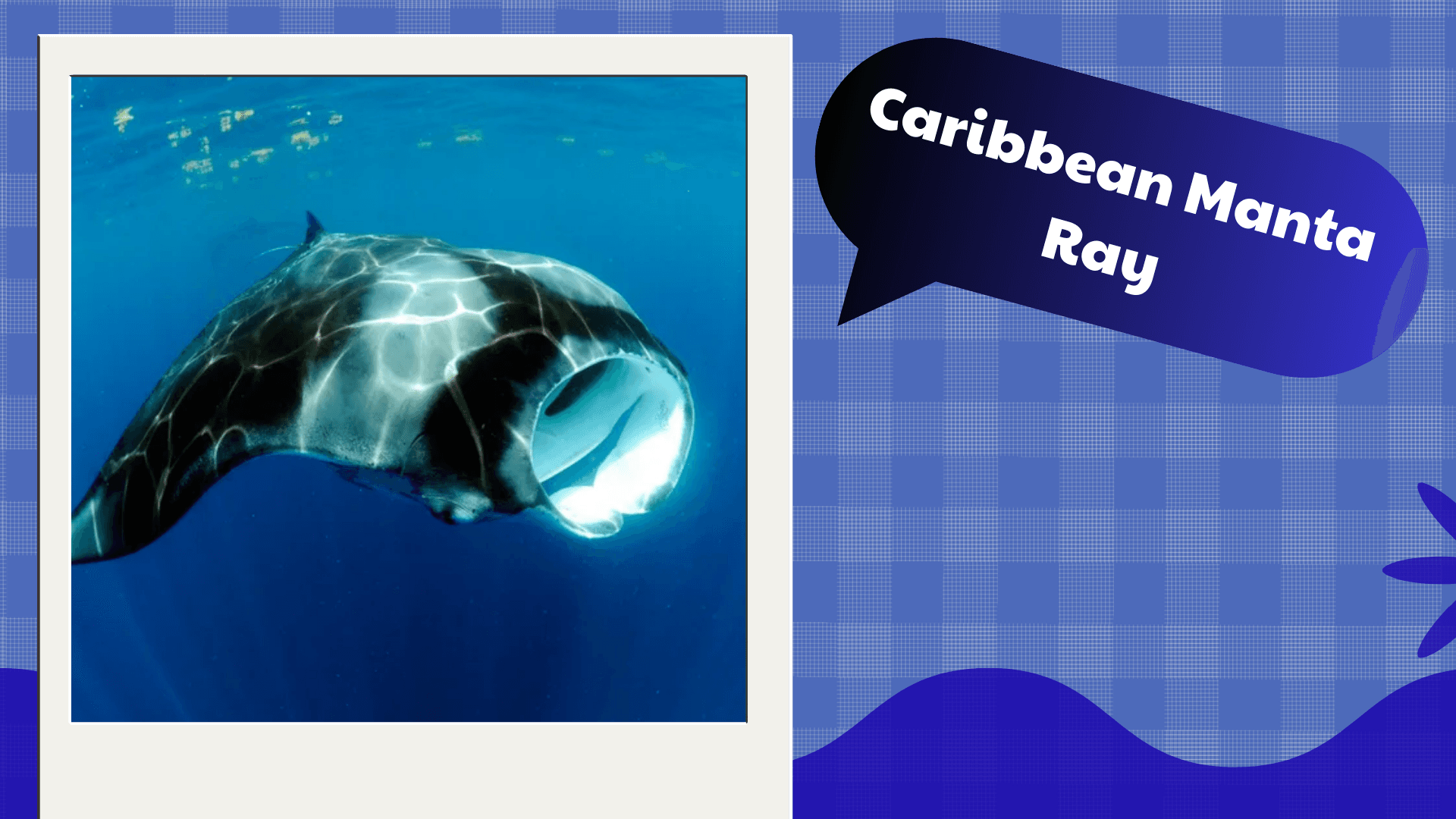 20 Types of Manta Ray (Pictures And Identification)