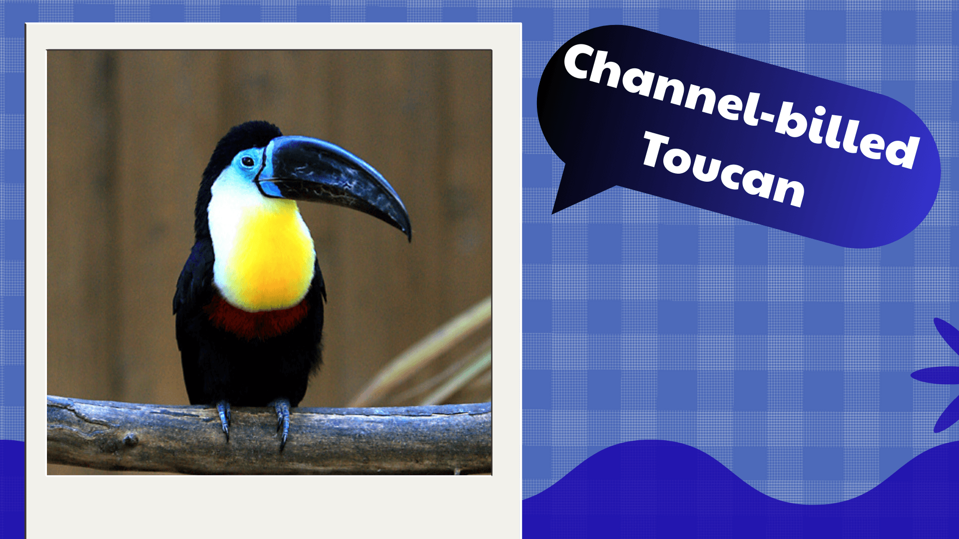 Channel‑billed Toucan