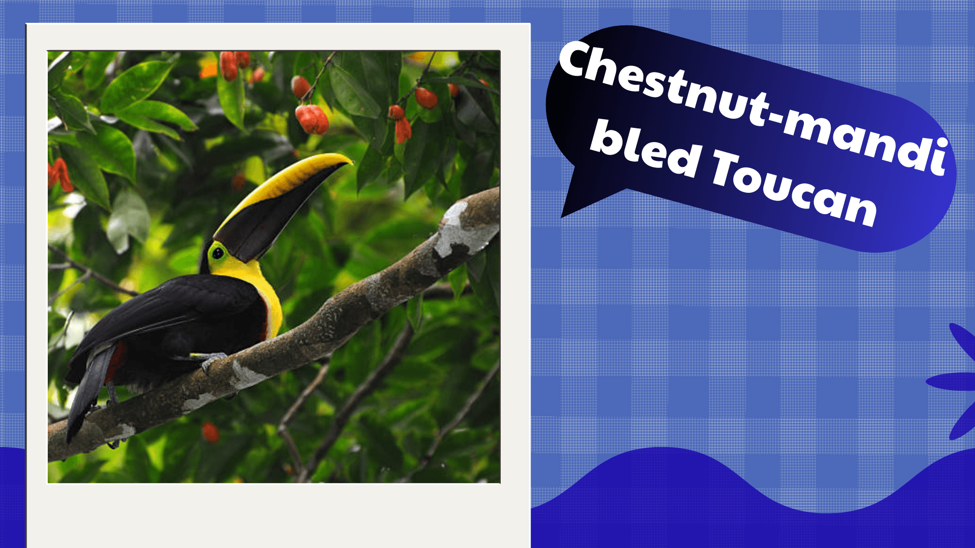 Chestnut‑mandibled Toucan