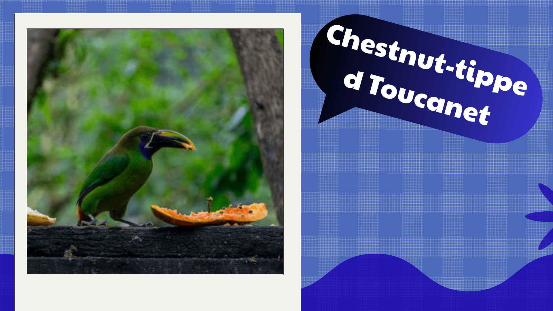 Chestnut‑tipped Toucanet
