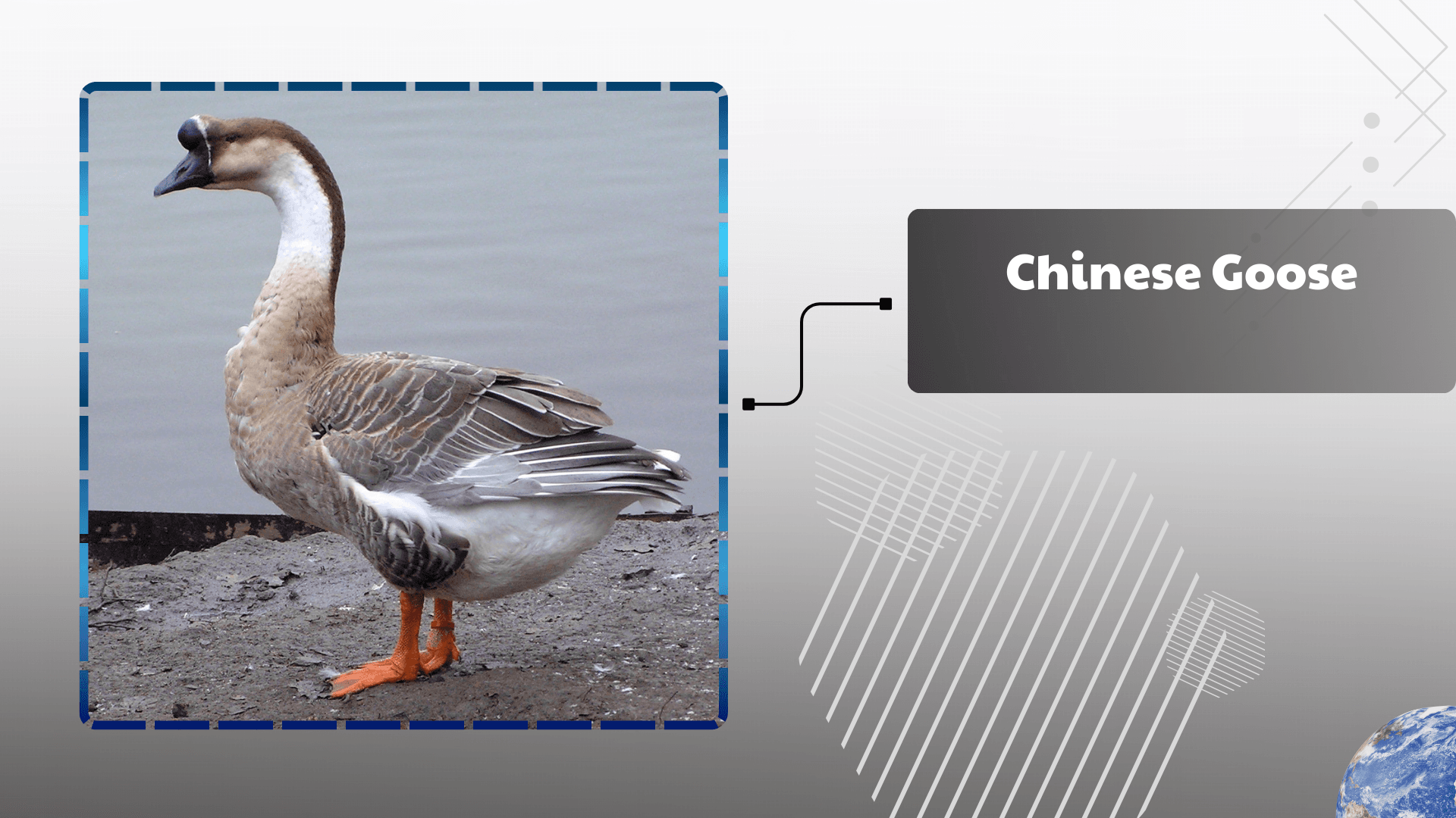Chinese Goose