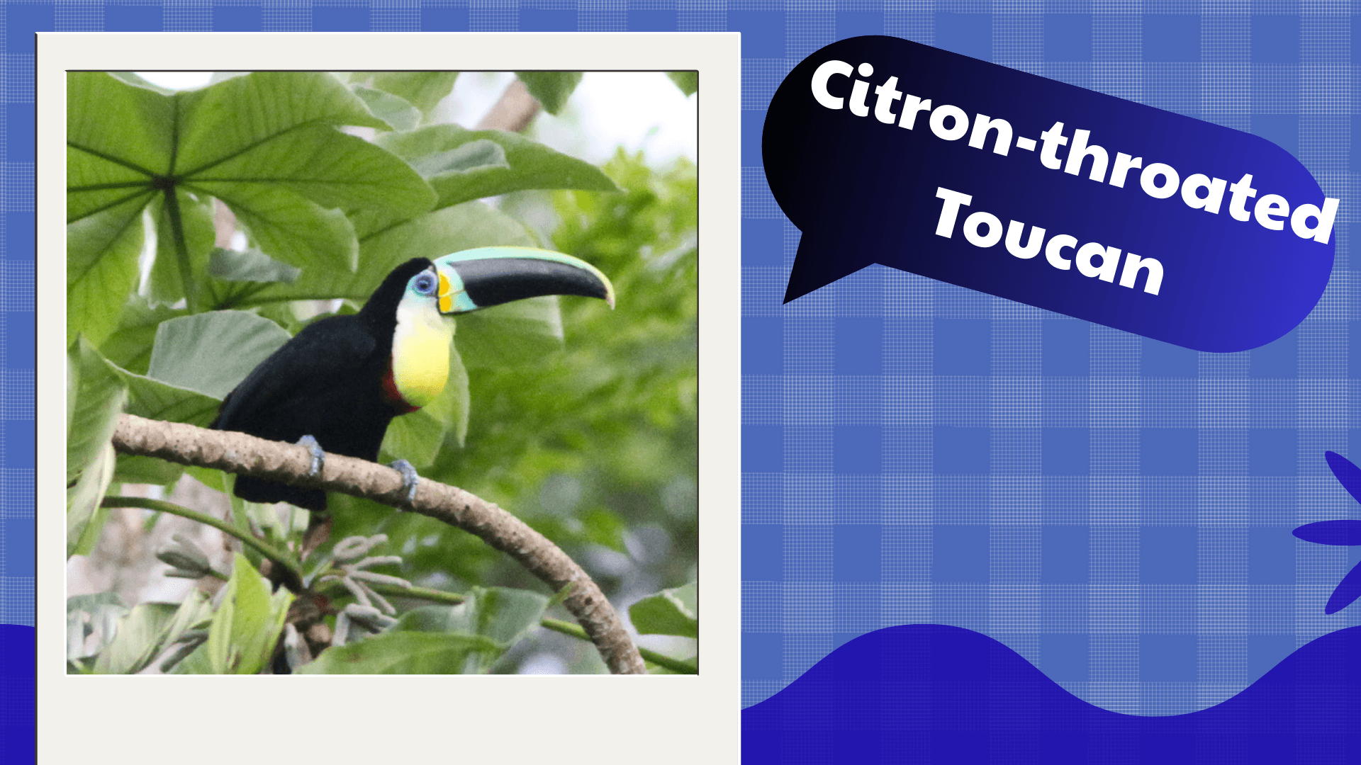 Citron‑throated Toucan