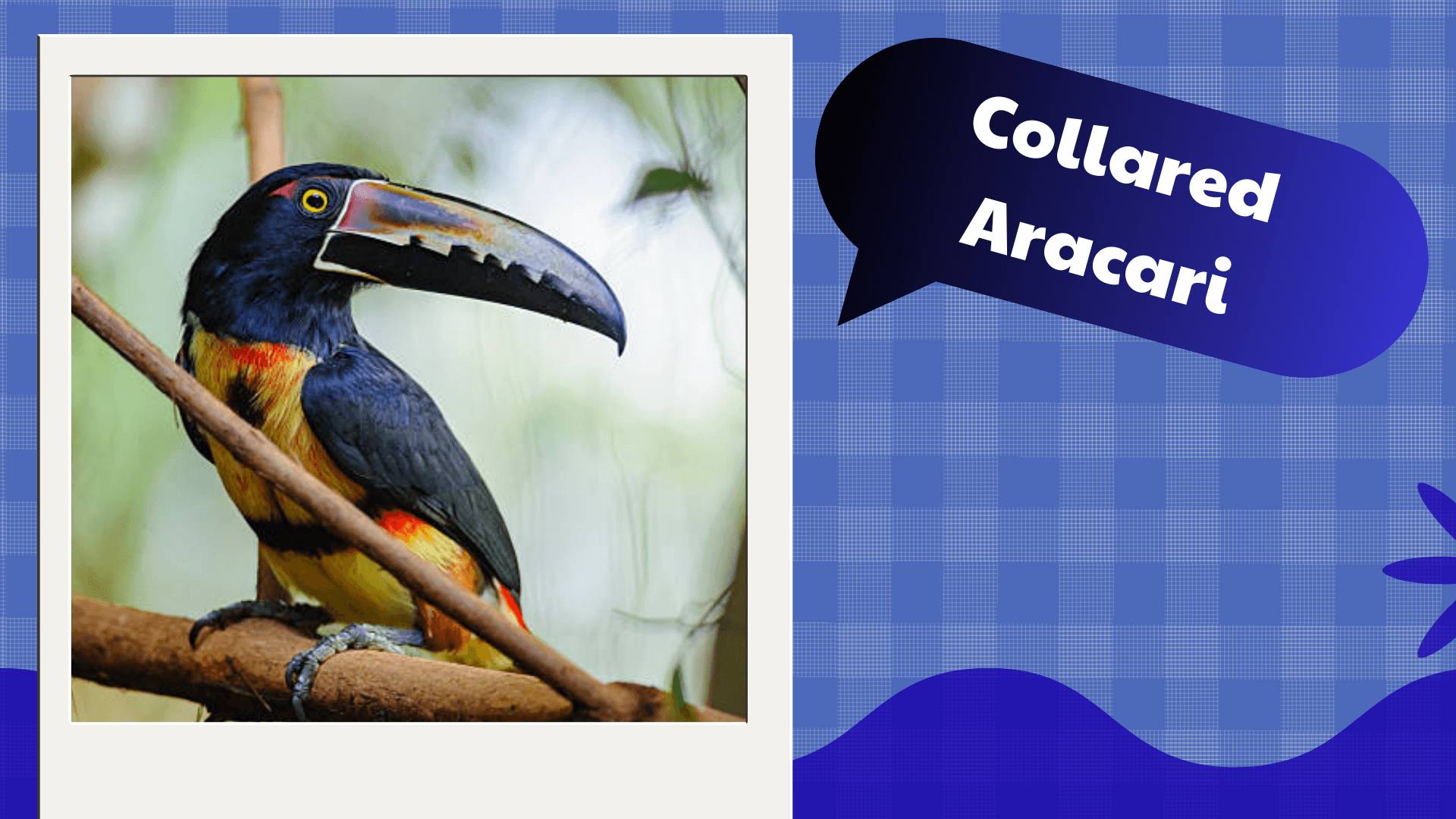 Collared Aracari