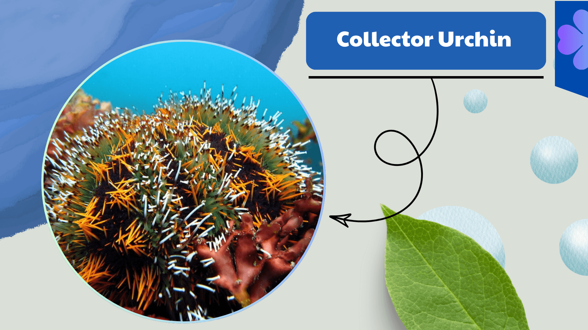 Collector Urchin