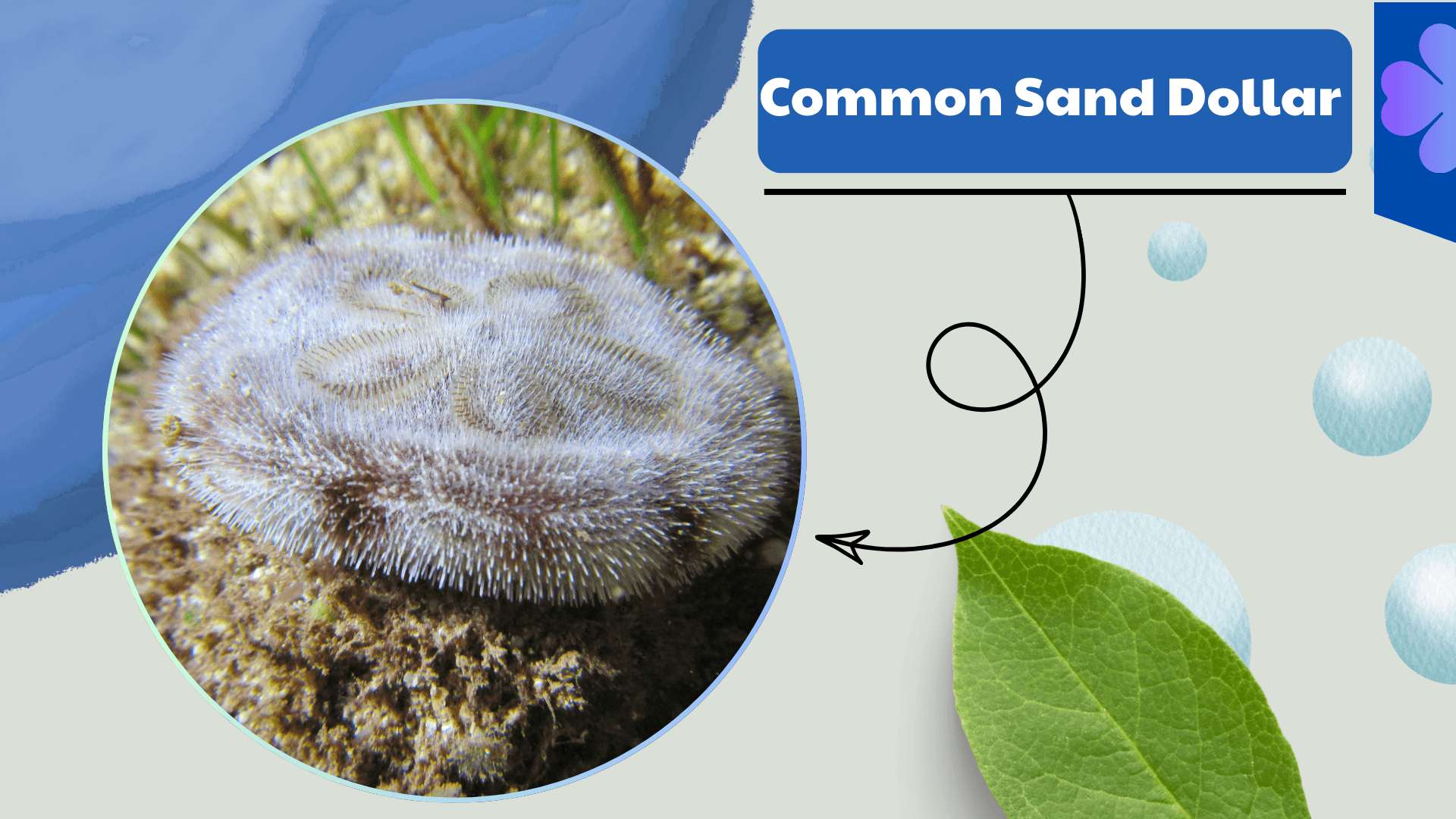 Common Sand Dollar
