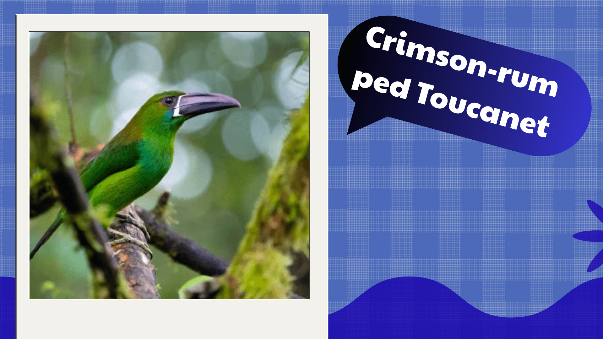 Crimson‑rumped Toucanet