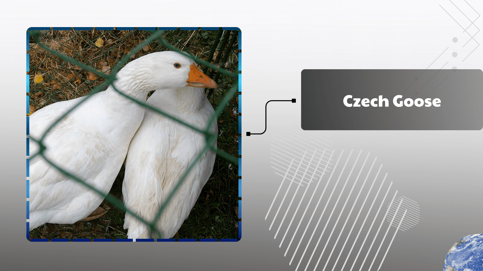 Czech Goose