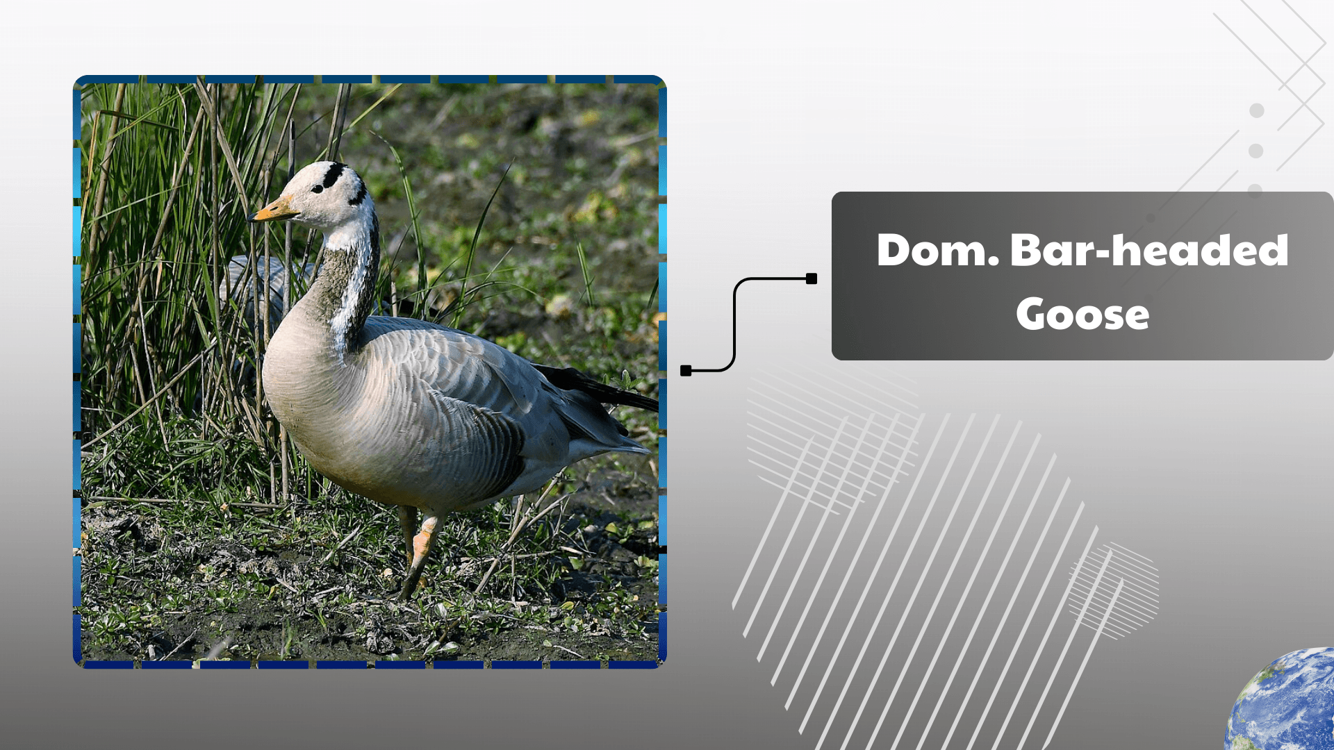 Domestic Bar‑headed Goose