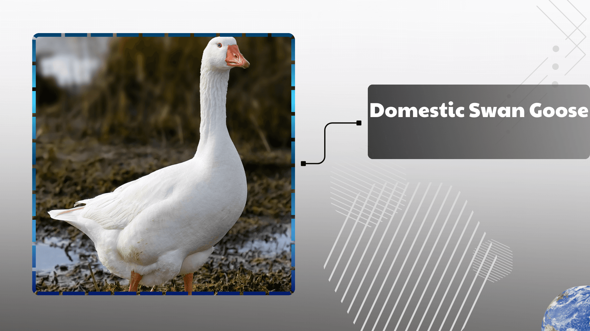Domestic Swan Goose