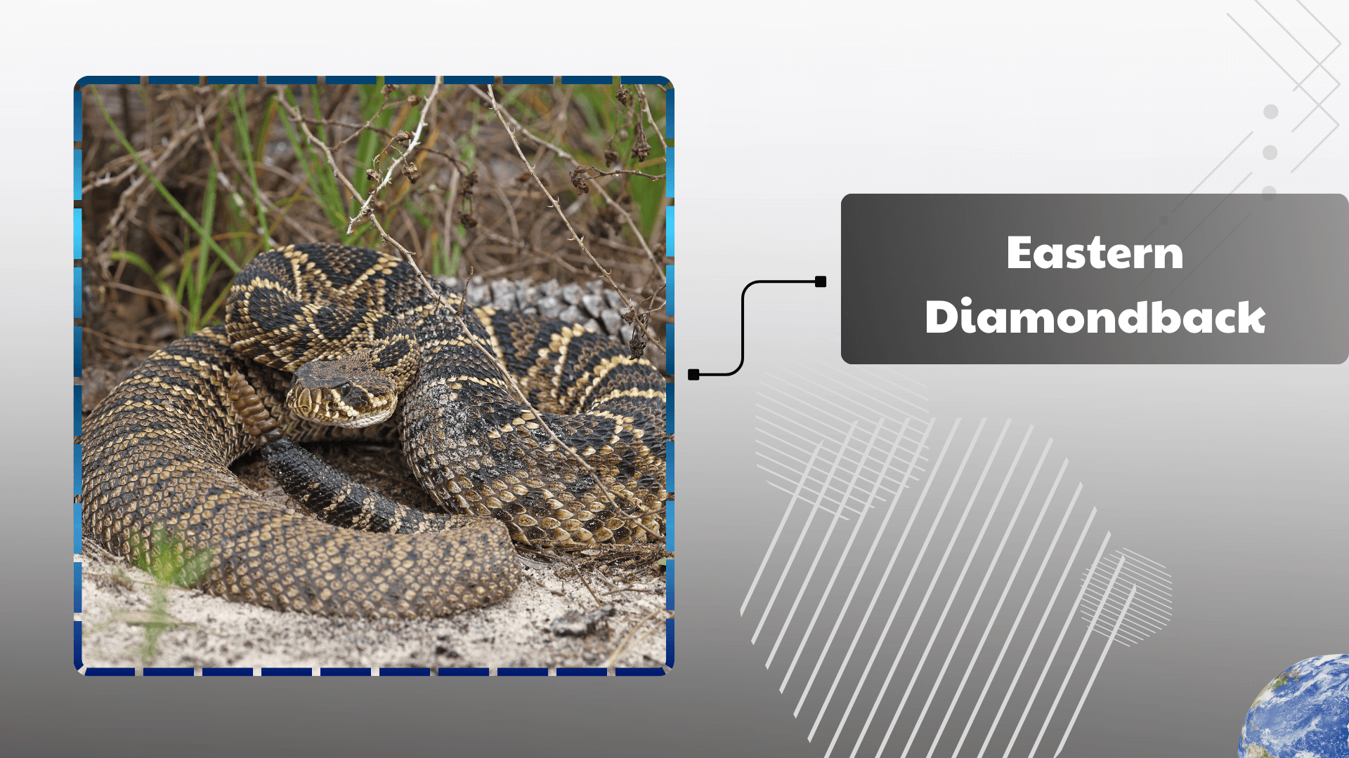 Eastern Diamondback