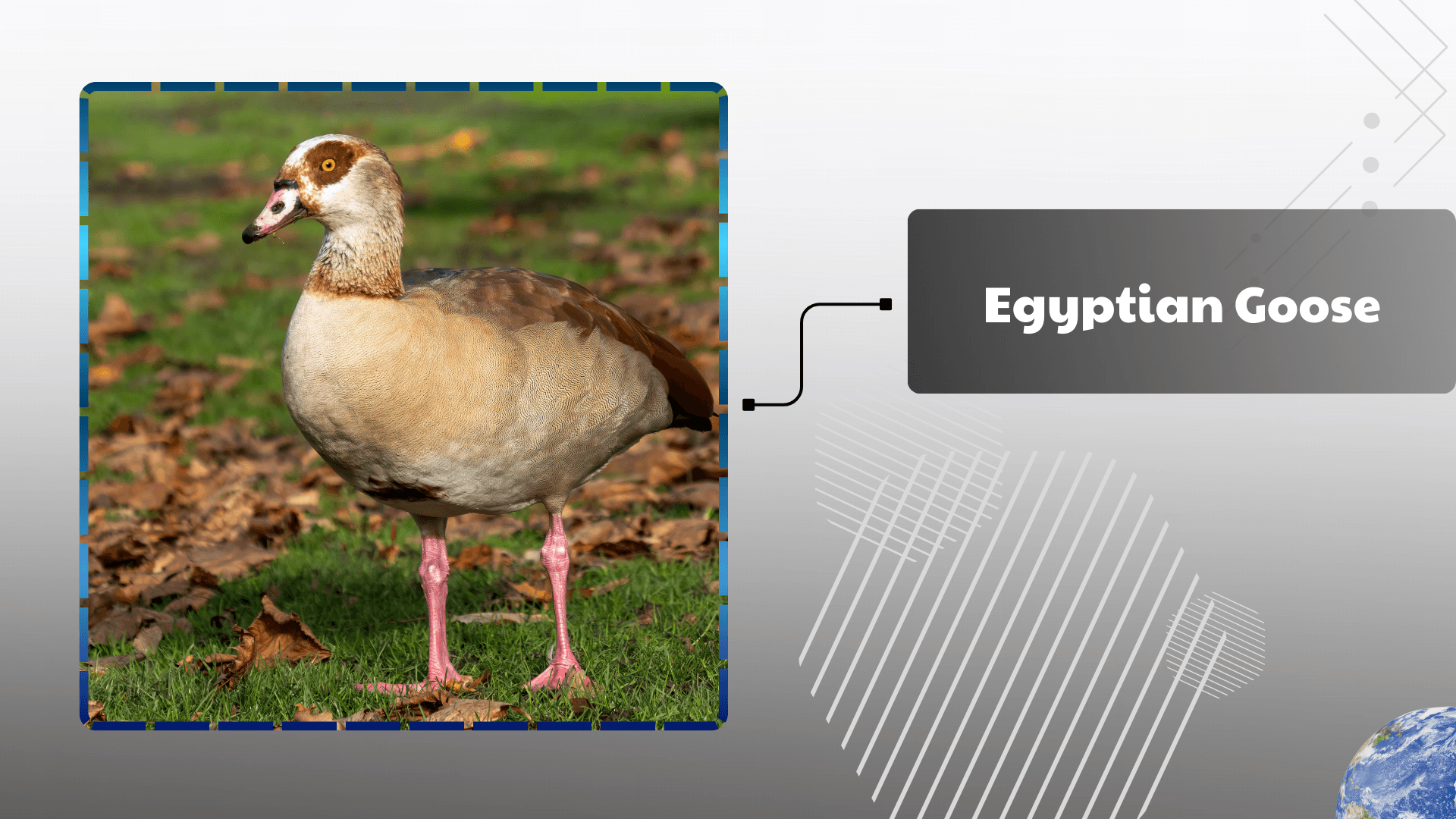 Egyptian Goose