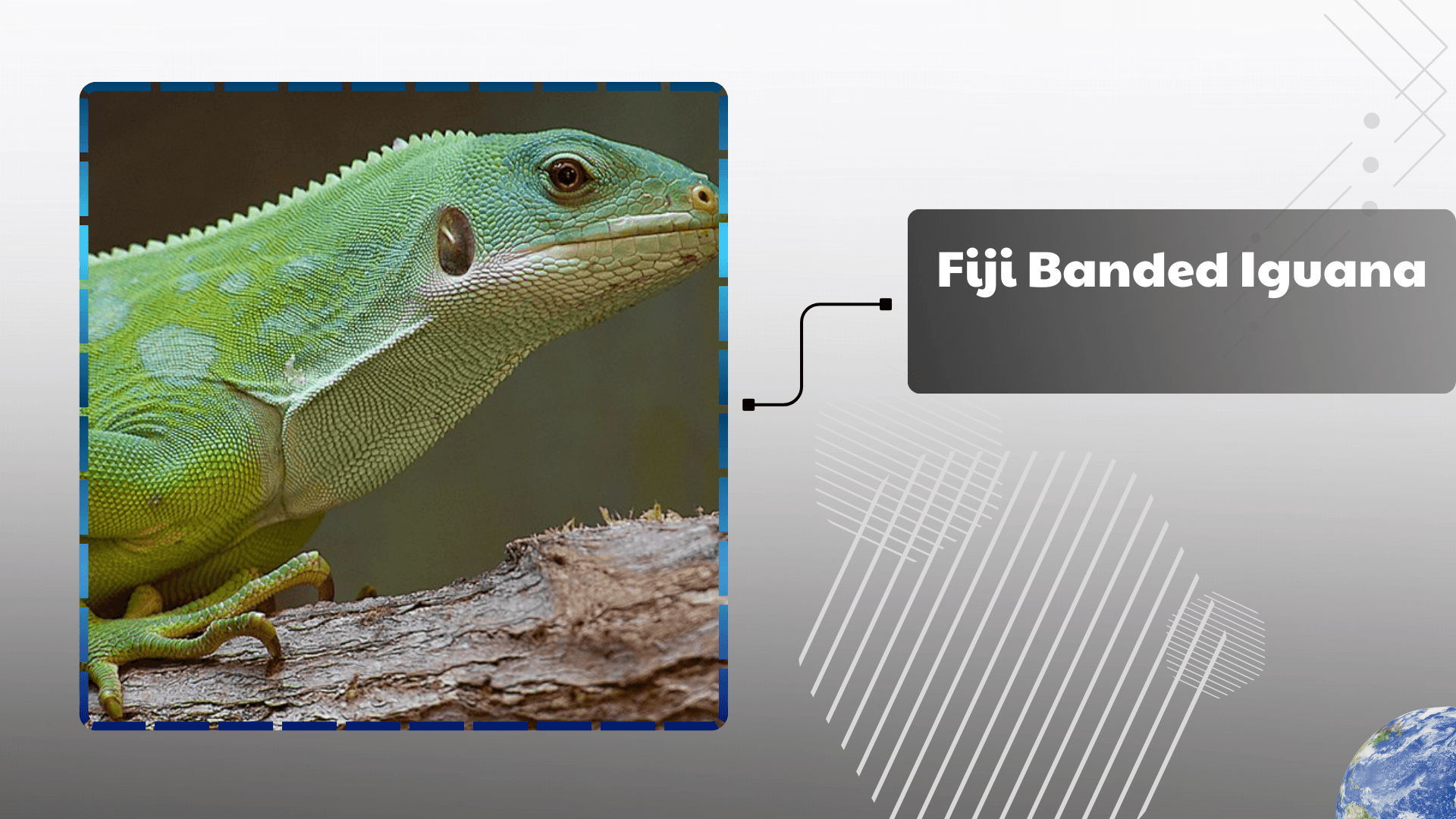 Fiji Banded Iguana