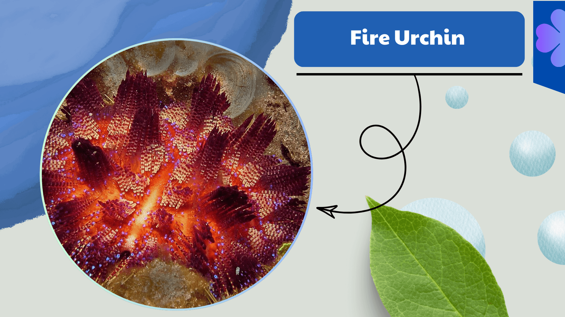 Fire Urchin