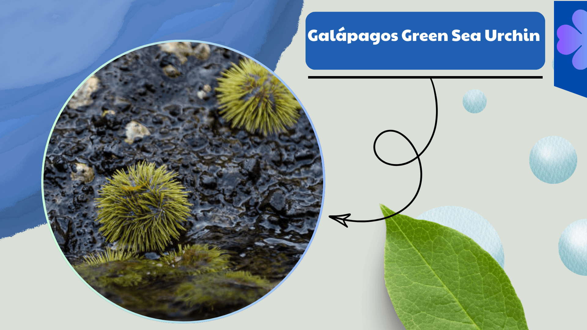 Galápagos Green Sea Urchin