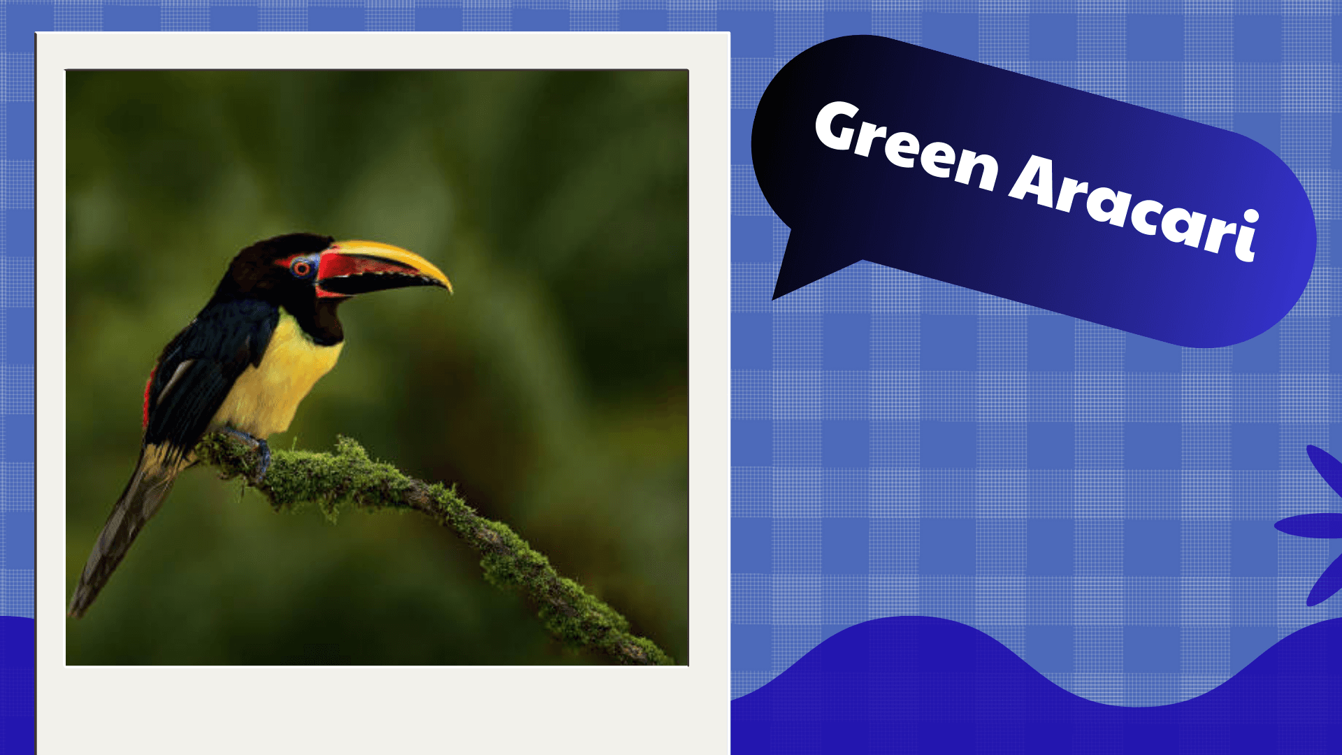 Green Aracari