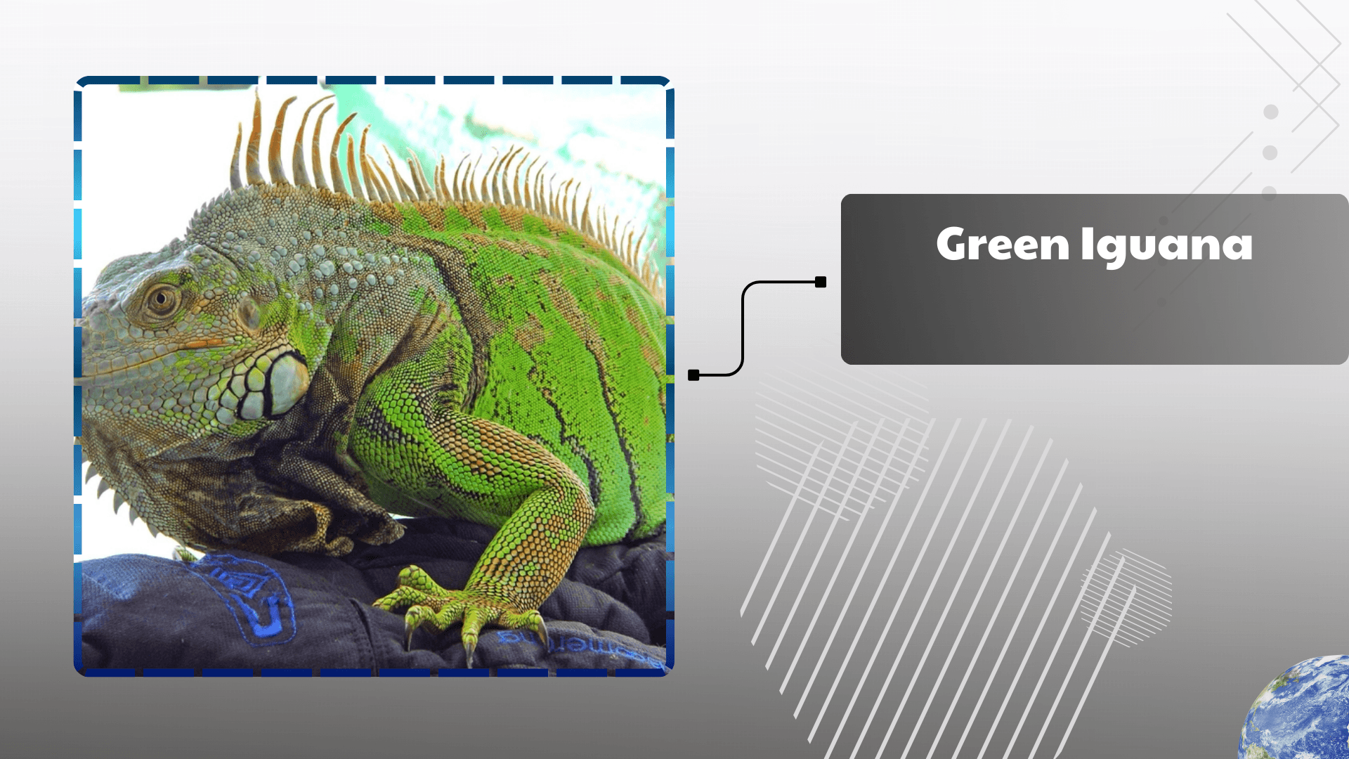 Green Iguana