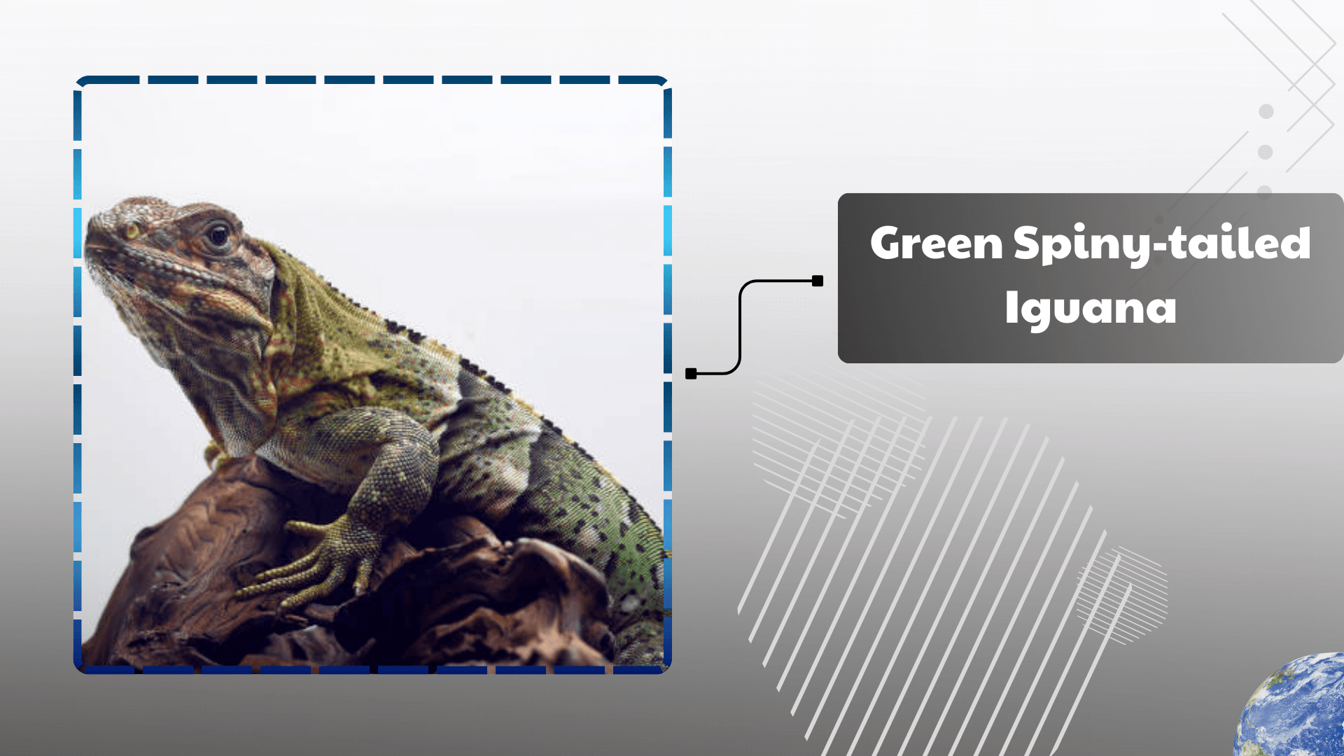 Green Spiny‑tailed Iguana