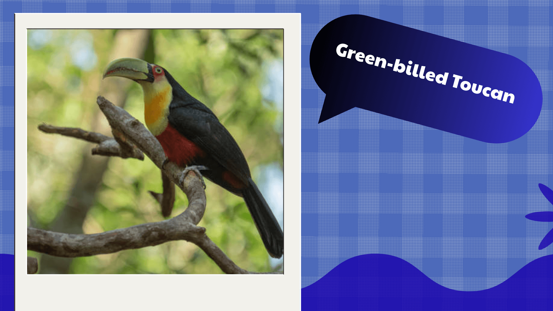 Green‑billed Toucan