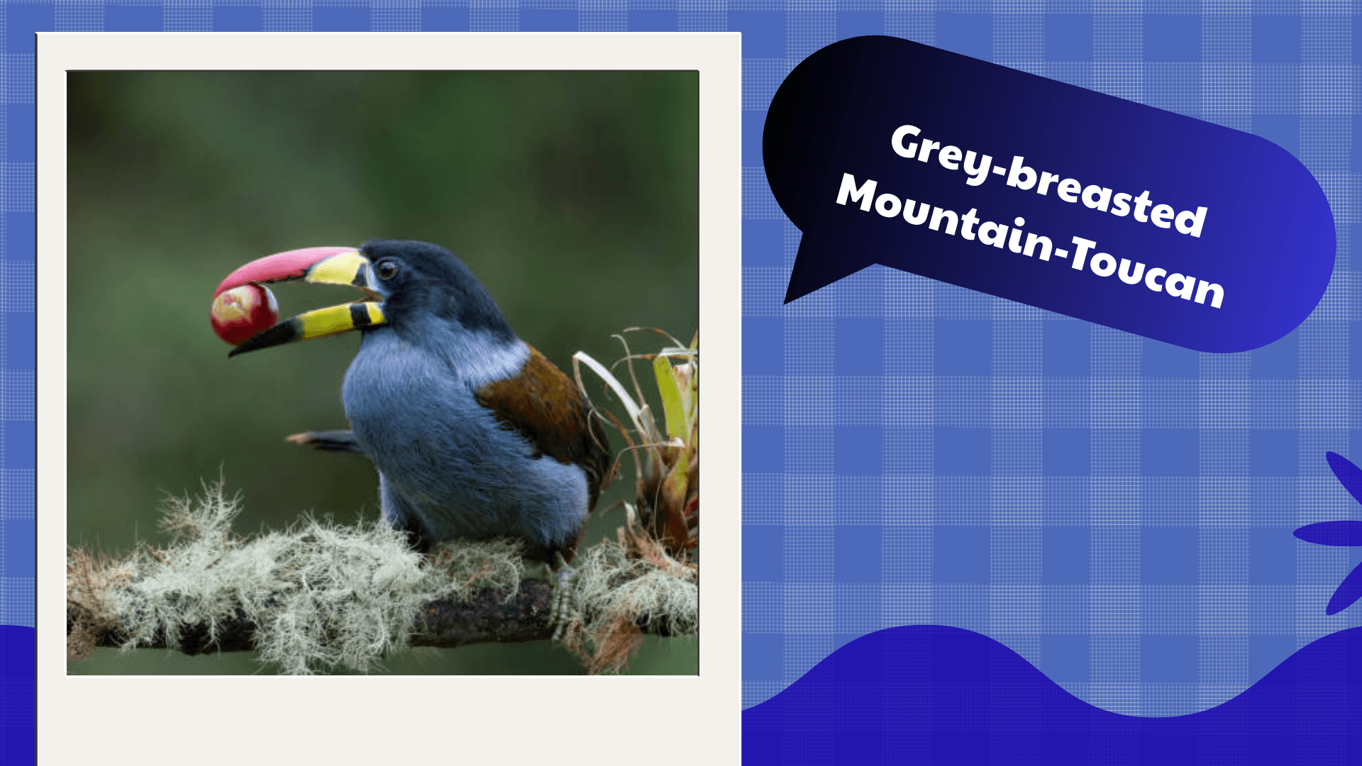Grey‑breasted Mountain‑Toucan
