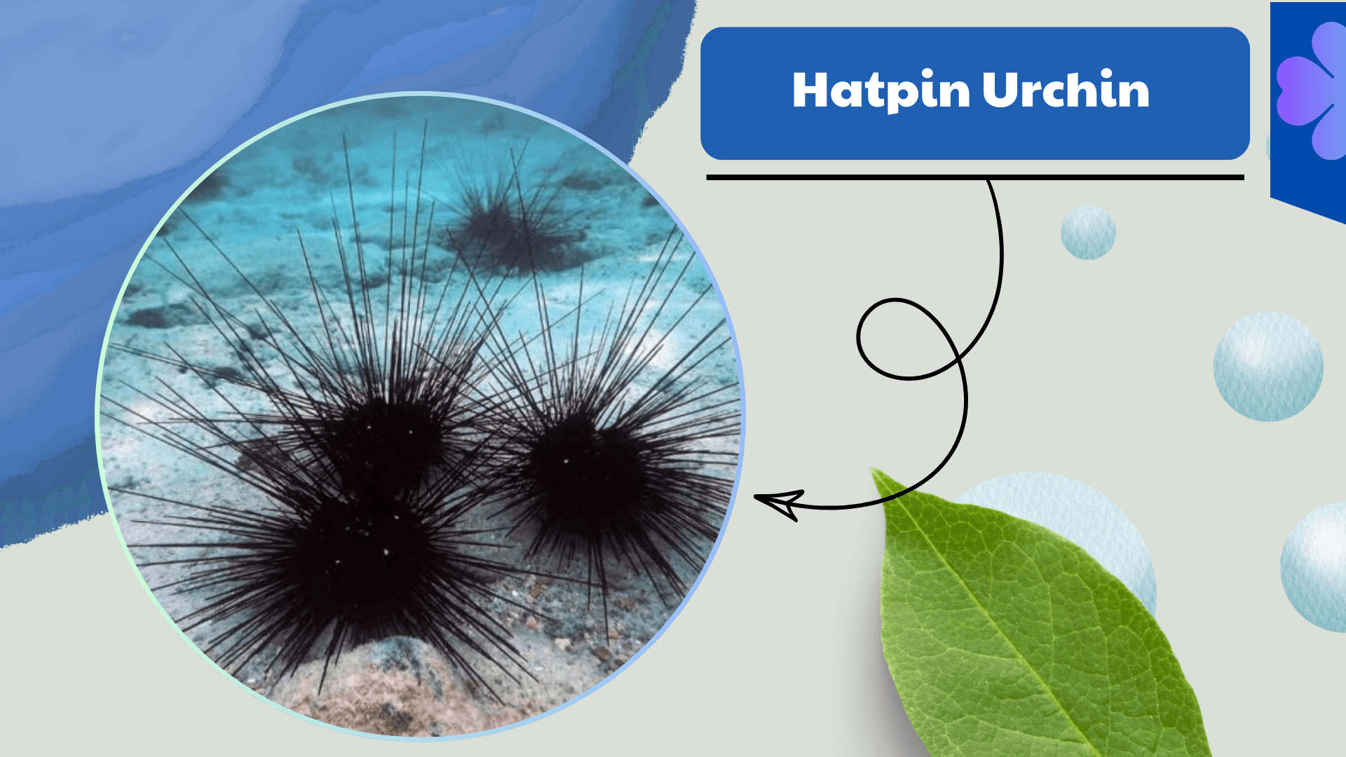 Hatpin Urchin