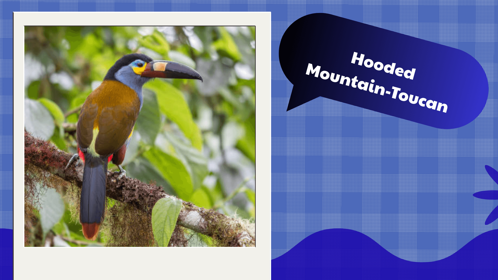 Hooded Mountain‑Toucan