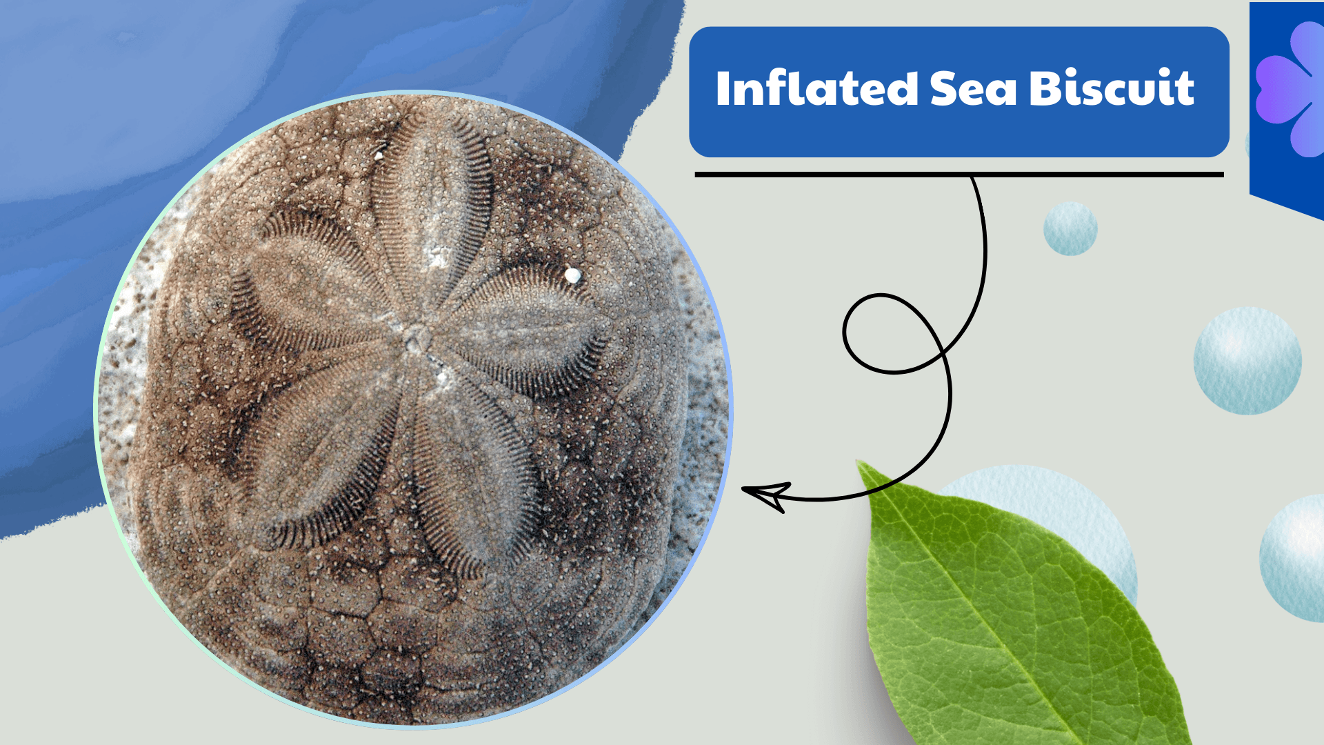 Inflated Sea Biscuit