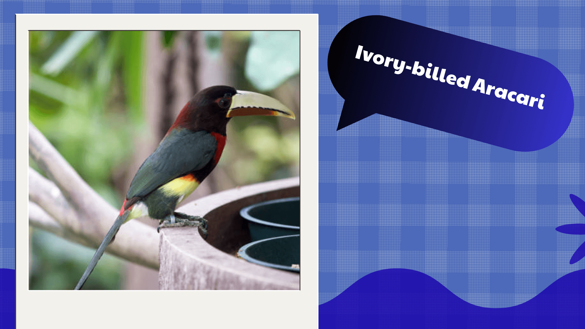 Ivory‑billed Aracari
