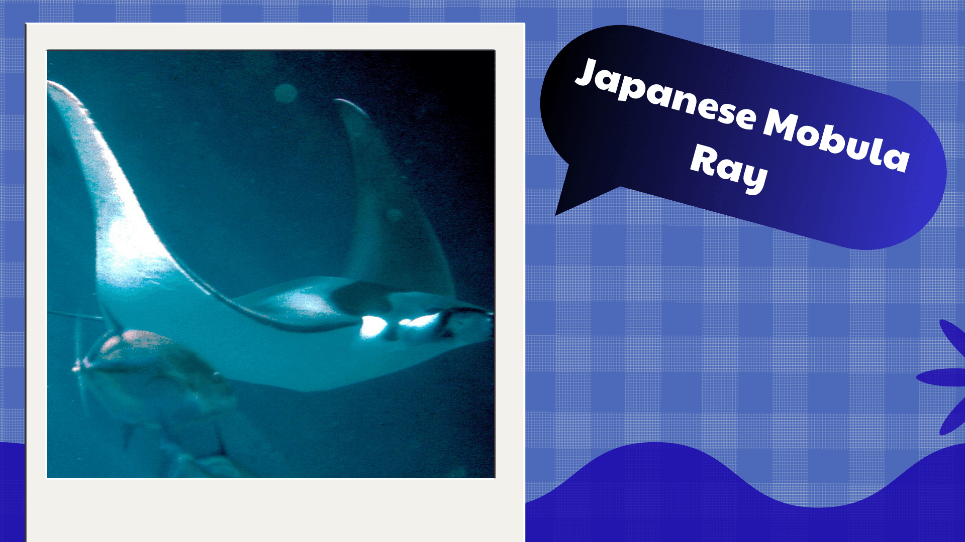 Japanese Mobula Ray