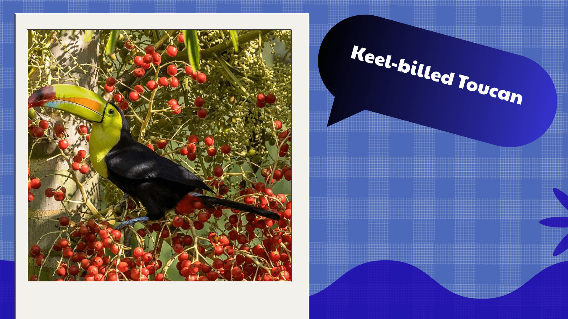 Keel‑billed Toucan