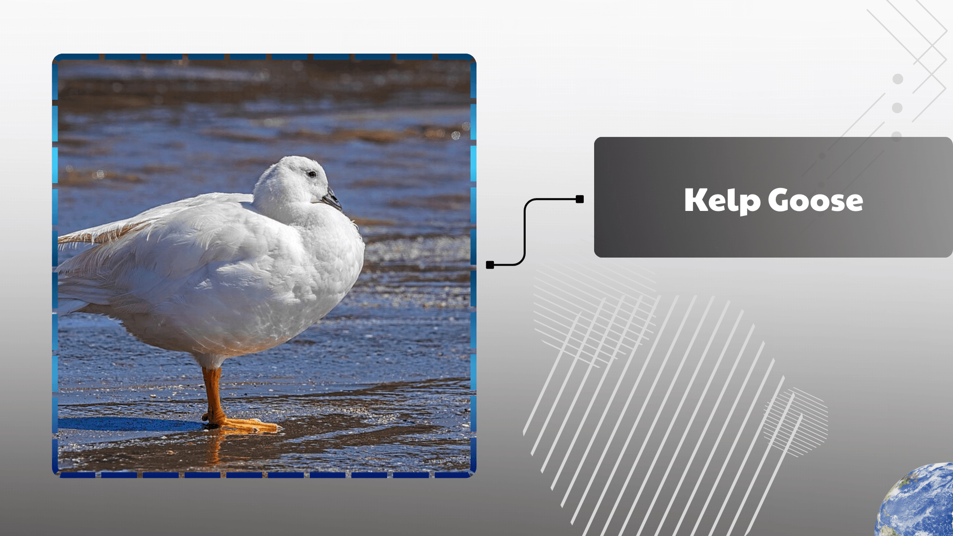 Kelp Goose