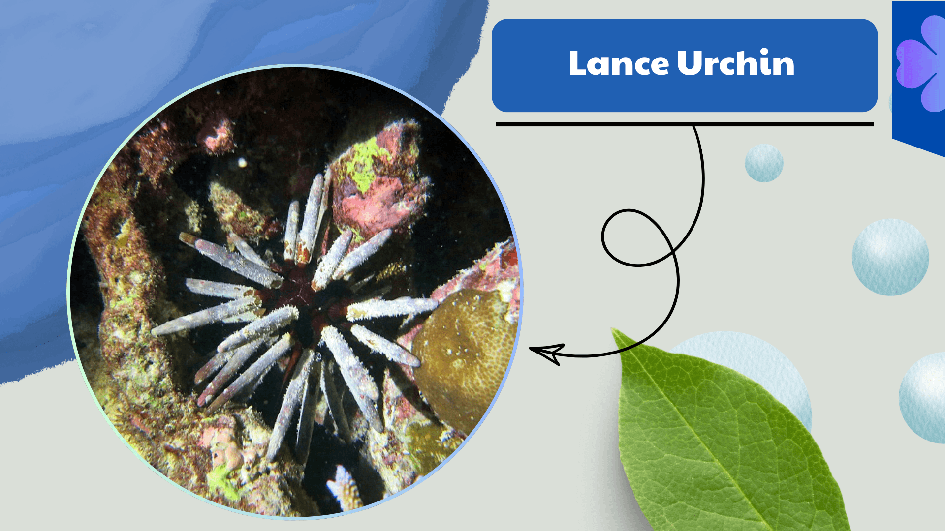 Lance Urchin