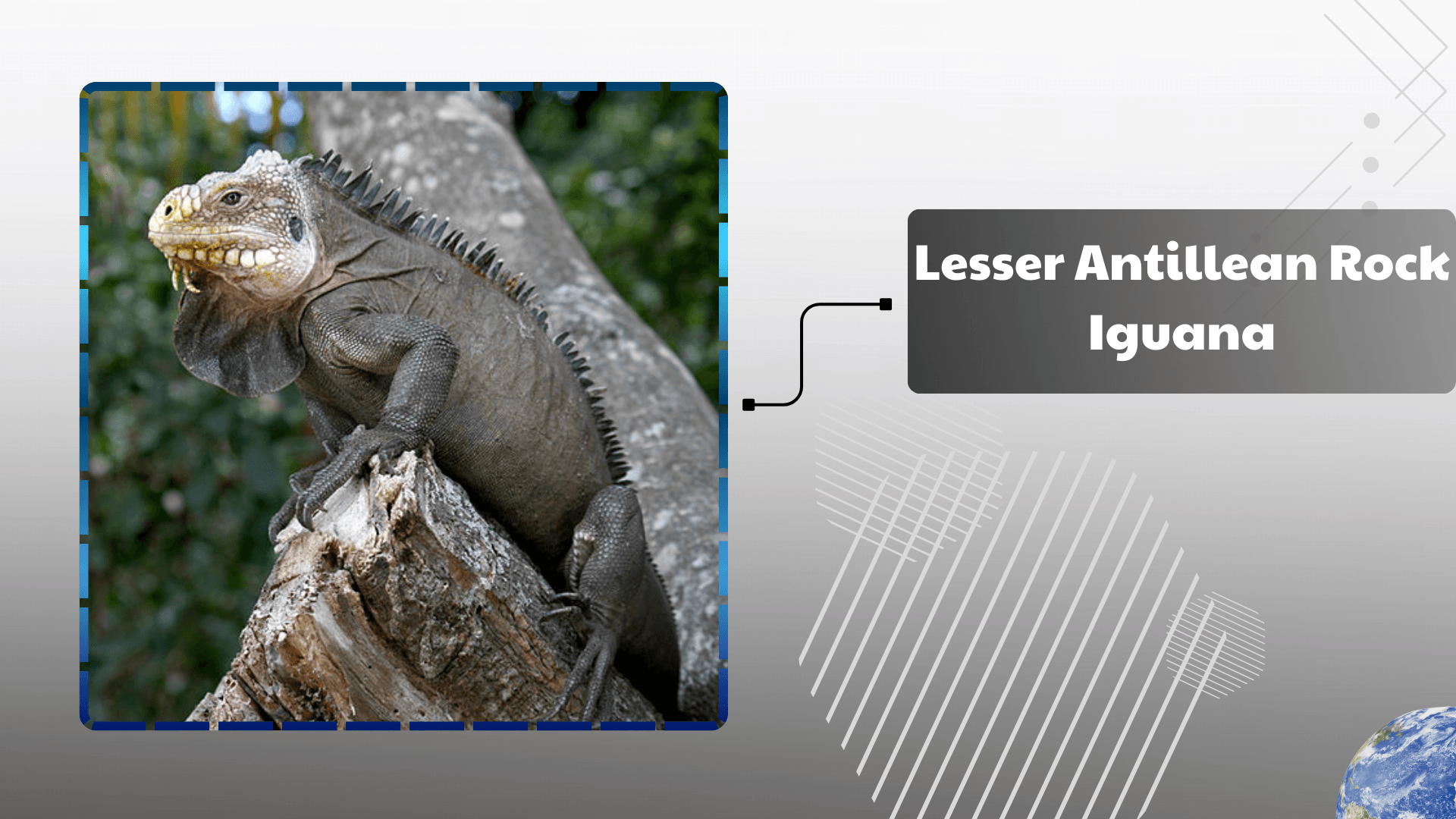 Lesser Antillean Iguana
