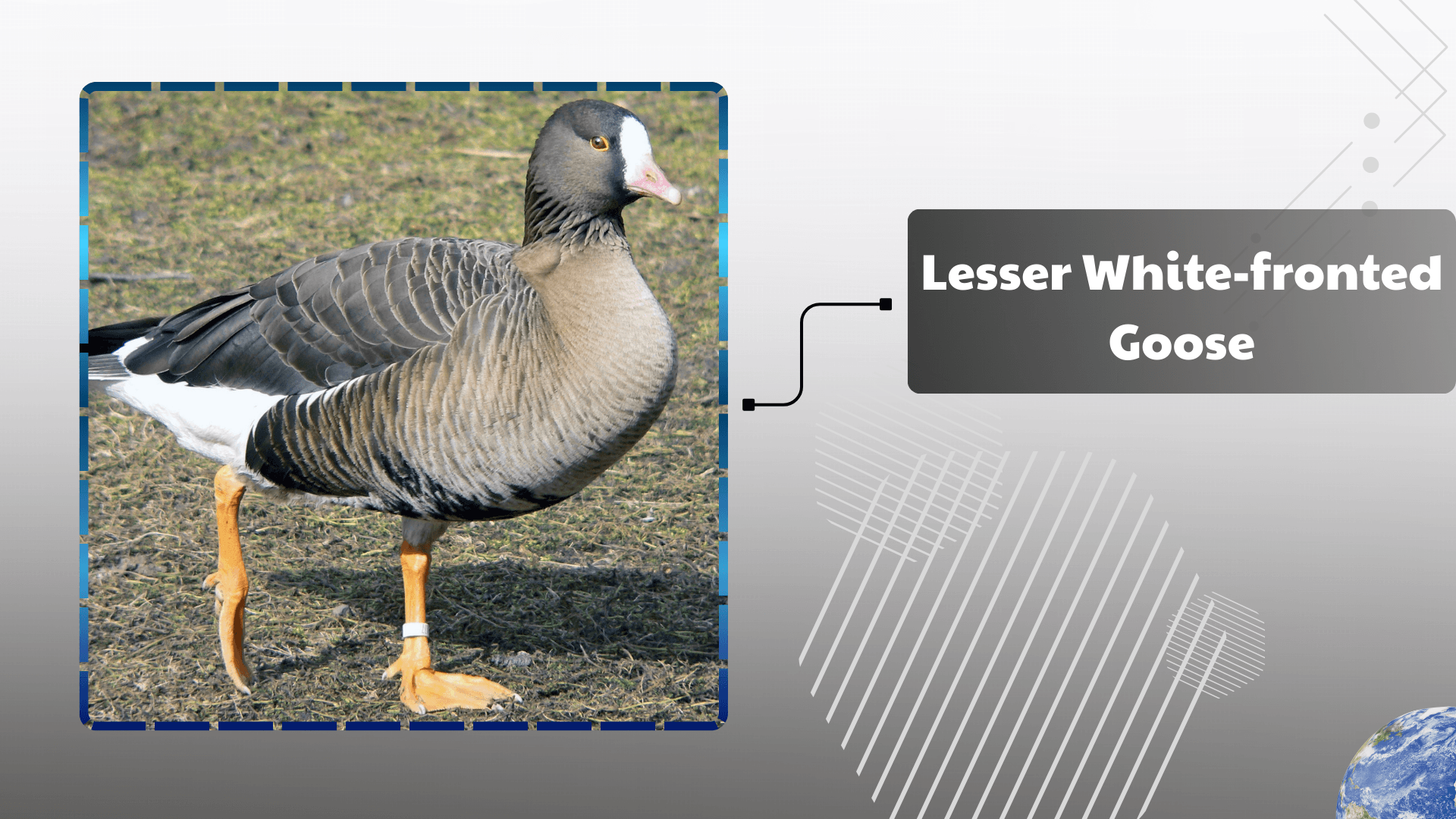 Lesser White‑fronted Goose