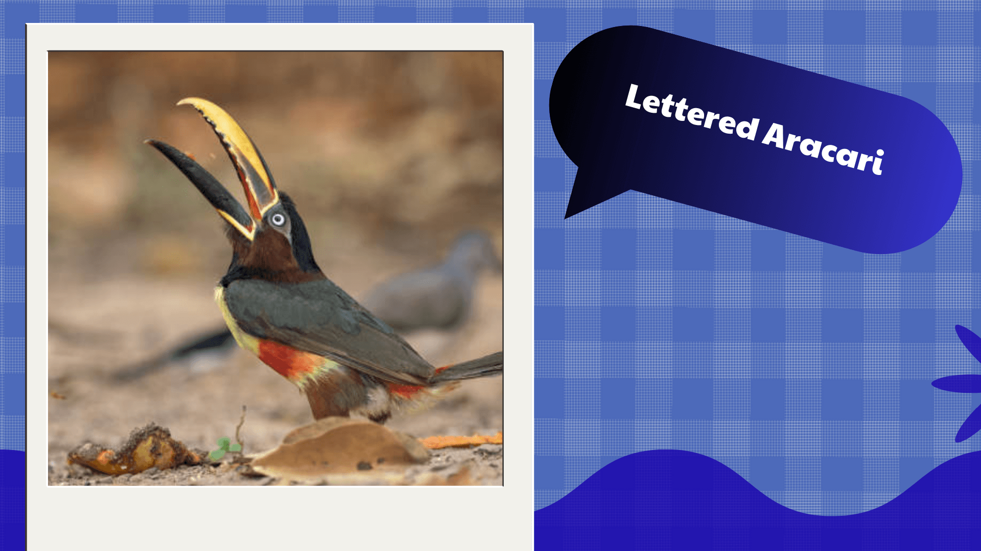 Lettered Aracari