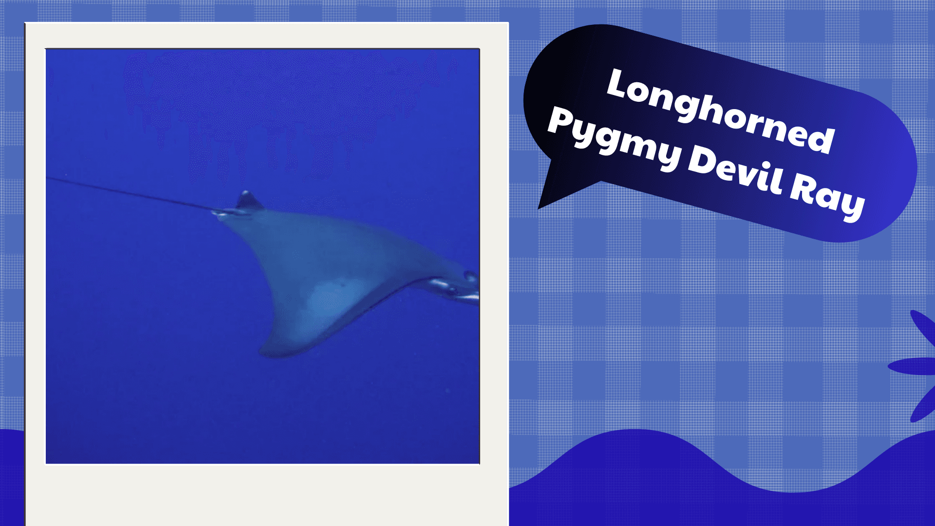20 Types of Manta Ray (Pictures And Identification)