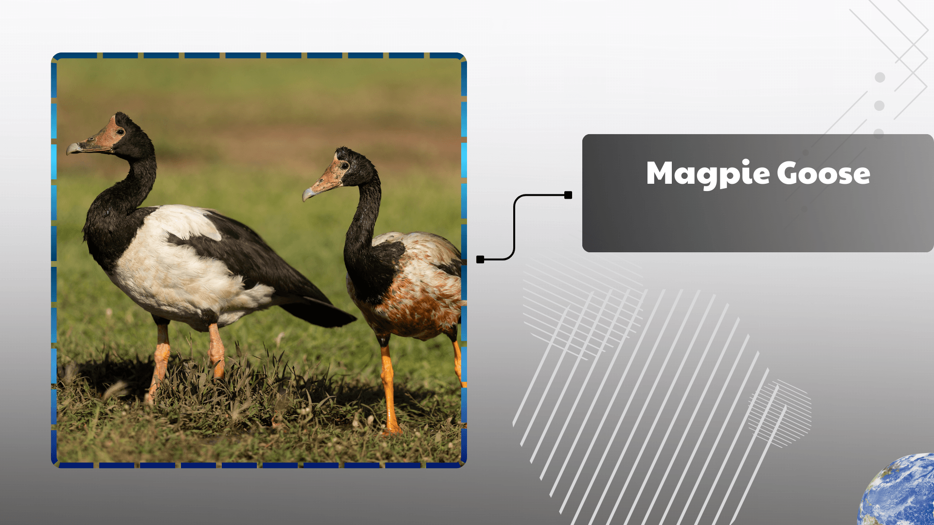 Magpie Goose