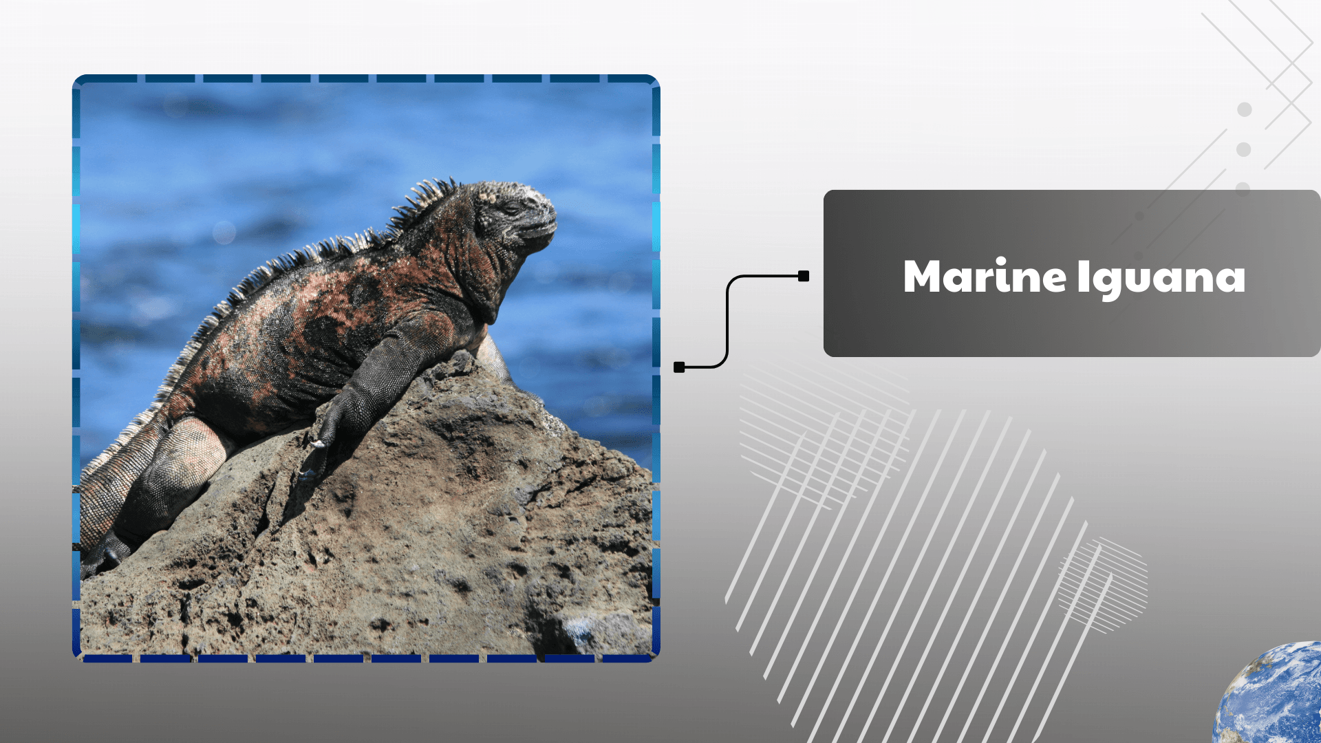 Marine Iguana