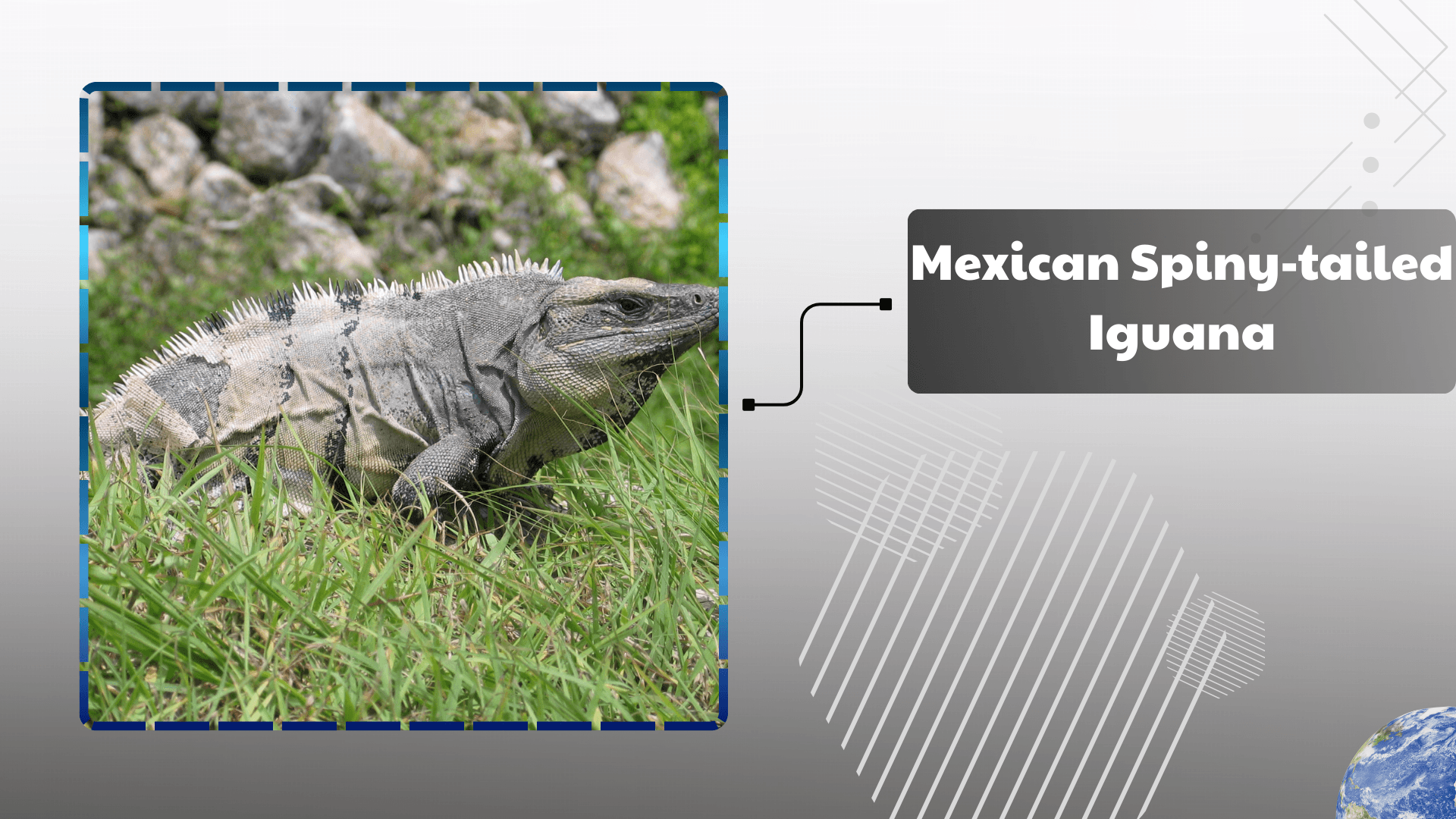 Mexican Spiny‑tailed Iguana