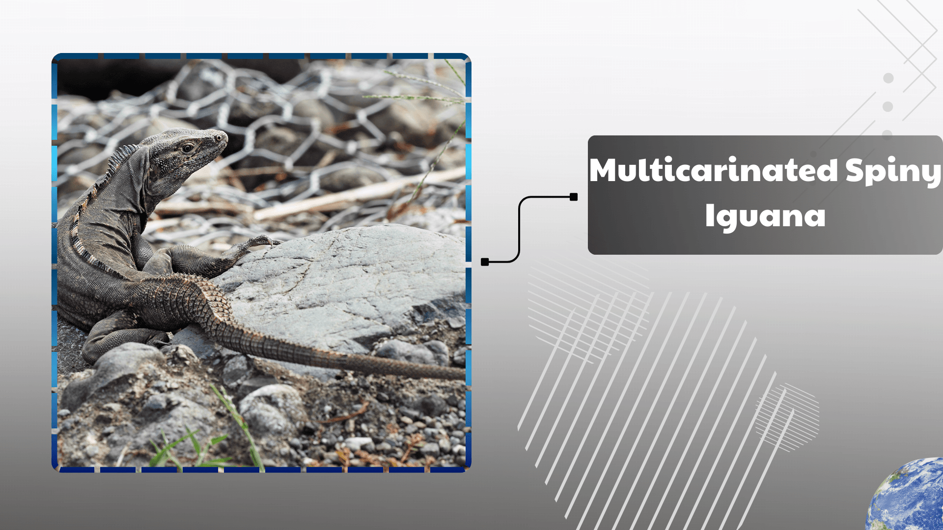 Multicarinated Spiny Iguana