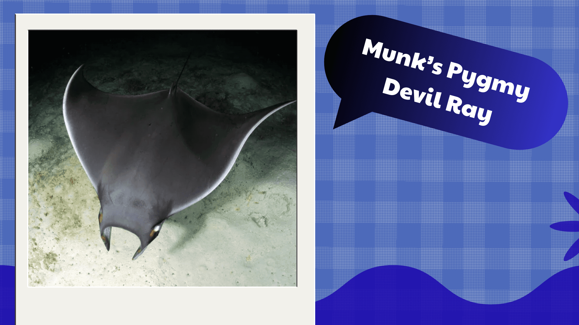 Munk’s Pygmy Devil Ray
